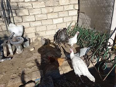 babil quşu: Erkək, Damazlıq — 3