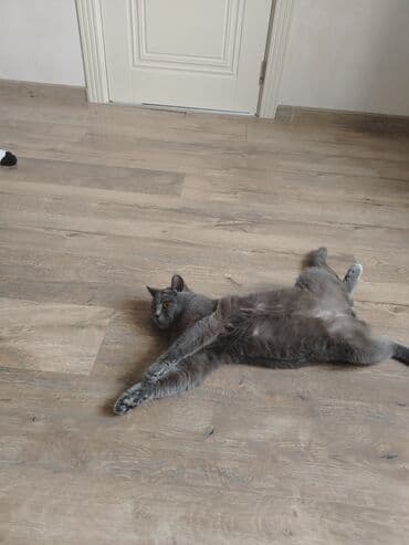 pişik cütləşdirmək: Şotland, Erkək, Cütləşmə üçün, Ünvandan götürmə — 3