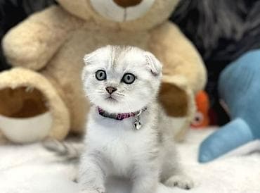 pisiklər: Şotland — 7