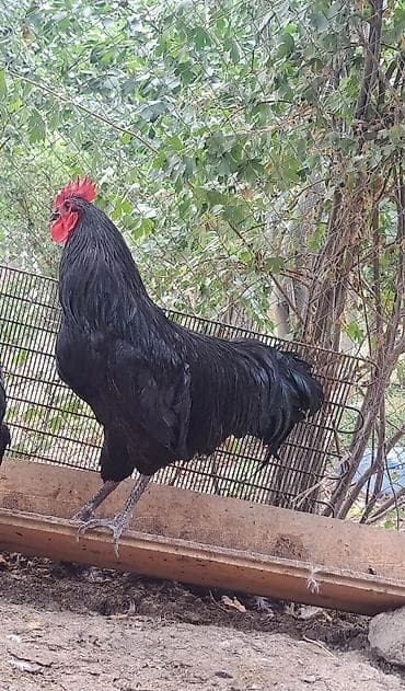 Qazlar: Xoruz, il: 1, Pulsuz çatdırılma — 4