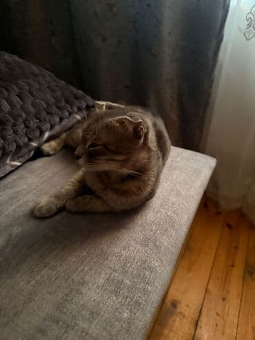 Proton: Satılır — 3