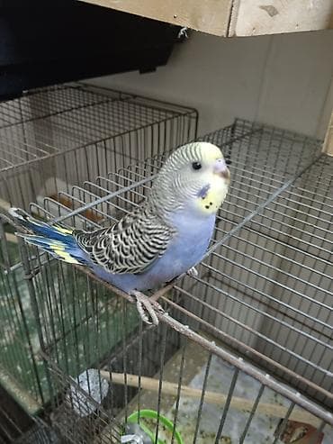 Məhsul: Dalmatin naxışlı, mavi-bənövşəyi tonlarda dalğalı papuqay lalafo.az -da Məhsul: Dalmatin naxışlı, mavi-bənövşəyi tonlarda dalğalı papuqay