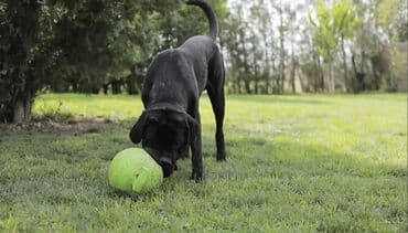 cane corso цена: Кане-корсо, 9 месяцев, Самка, С прививками, Самовывоз — 3