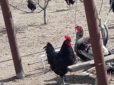 ari satişi: Toyuq, Damazlıq — 8