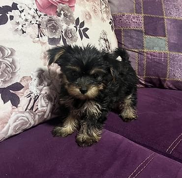 york terrier: Yorkşir teryer, 2 ay — 1
