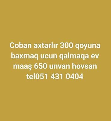 bag evi işi: Çoban, 55 yaş, 1 ildən az təcrübə — 1