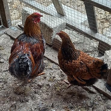 itlər ucuz: Toyuq, Brama, Damazlıq — 4