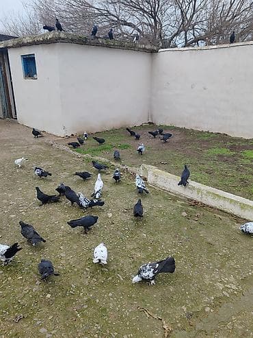 qara avstrolorp: Hamsi satilir bir nesildi qara ciller qaralar bawi ciller qaralar — 3