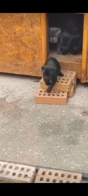 кане корсо цена: Kane-Korso, 1 ay, Sənədli, Ünvandan götürmə, Pulsuz çatdırılma, Ödənişli çatdırılma — 7