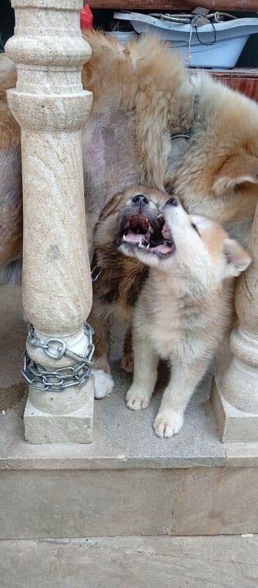 böyüməyə itlər: Akita-inu, 2 ay, Erkek, Ödənişli çatdırılma — 10