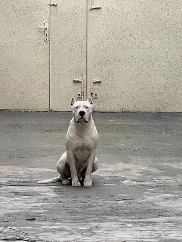 bichon frise qiymeti: Doq, Erkek — 2