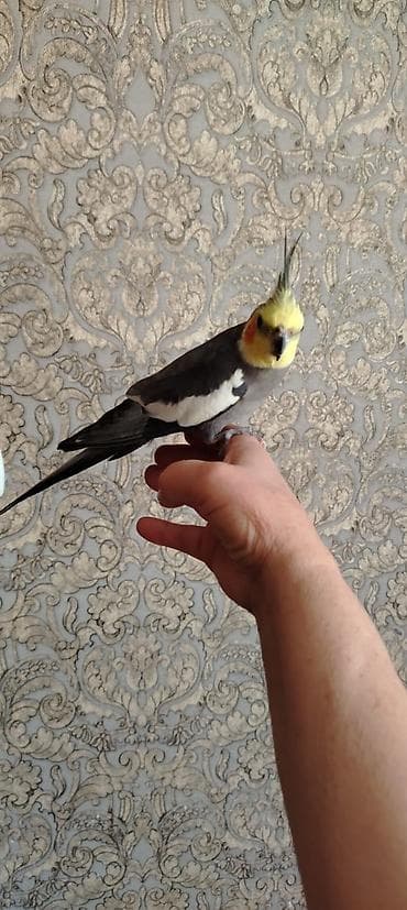 qus satisi: Cockaiel tutuqusu satilir — 4