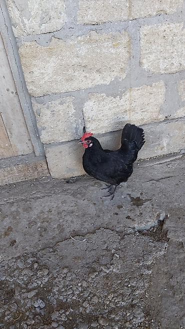 rus it adları: Toyuq, Damazlıq — 3