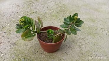 Кухонные принадлежности: Kalanxoe (Kalanchoe) – saksı sukulenti - Növ: Kalanxoe (çiçək açan — 7
