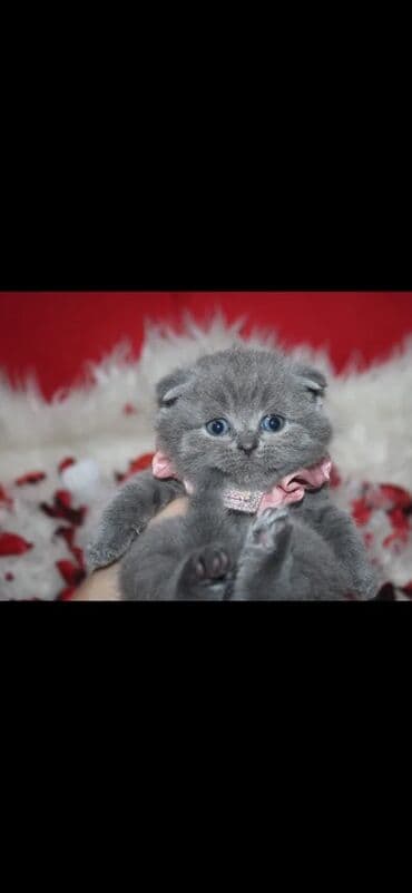 Аквариумы: Британская, Самец, В добрые руки — 2