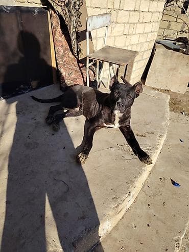 Bigl, 1 ay, Erkek, Sənədli, Pulsuz çatdırılma lalafo.az -da Bigl, 1 ay, Erkek, Sənədli, Pulsuz çatdırılma