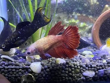 Betta (Petuşok balığı), Sülhsevər