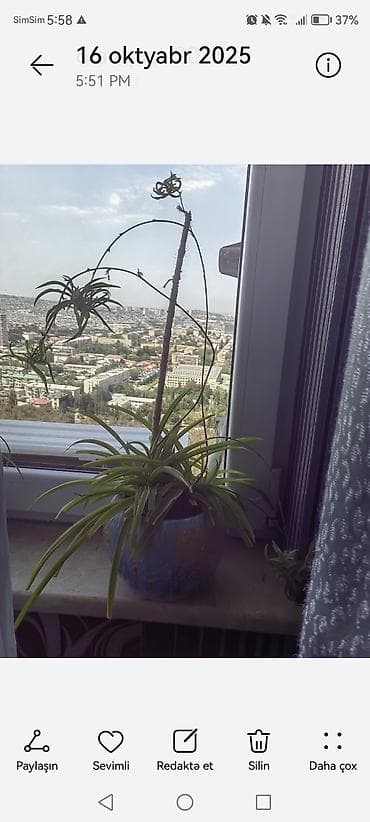 xlorofitum bitkisi: Otaq bitkisi – xlorofitum (Spider Plant) və eyni dibçəktə dayaqla — 1
