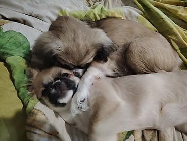 Pişiklər: Pekines — 1