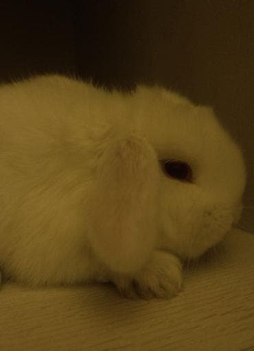 2 denədir deyə satıram 2 sinə birlikdə baxa bilmirəm hər şeyi