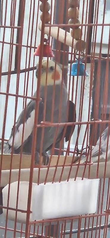 Nymph papuqay (cockatiel) – boz-ağ bədən, krem-sarı baş və xasiyyətvi — 1