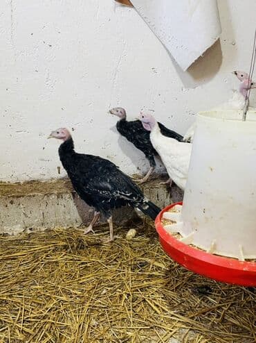 Inəklər, öküzlər: Salam hündüşkalar satılır 2aylıqıdlar1,5kq 2kq cəliləri var həm — 5