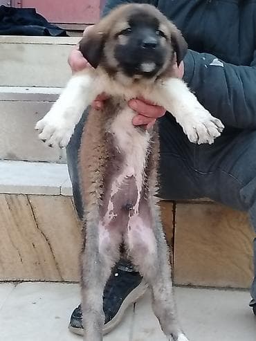 it adlari oglan: Qurdbasar, 1 ay, Erkek, Pulsuz çatdırılma — 3