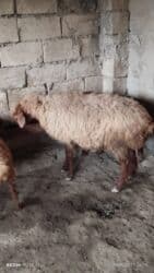 qarabağ atı qiyməti: Qoyunlar, qoçlar — 2