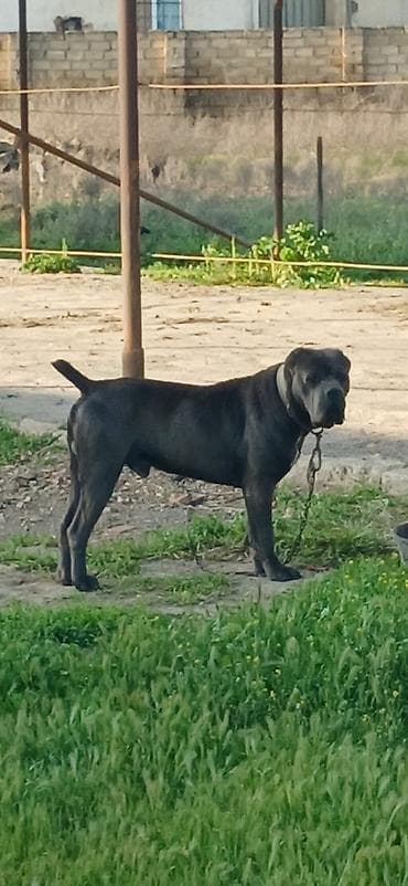 Кане-корсо, 2 года, Самец, С прививками, Платная доставка