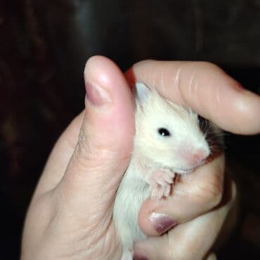 купить хомяка в баку: Xamyak — 3