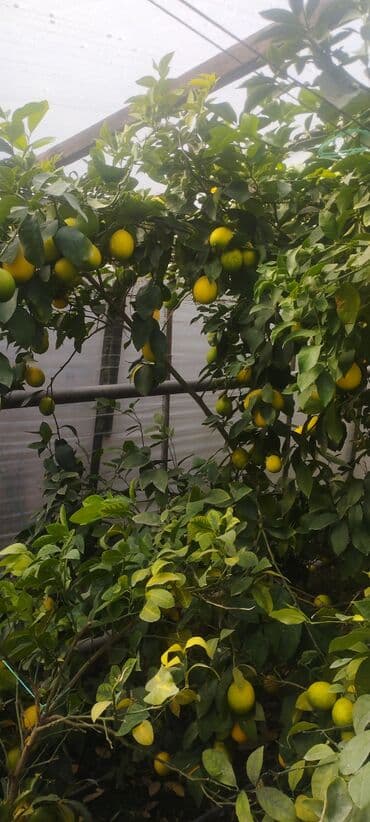 Tinglər: Məhsul: Şitil/bitki – limon ağacı (istixana şəraitində yetişdirilir) — 4