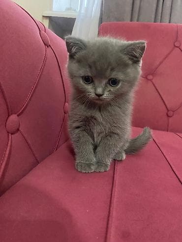 sirin heyvan adlari: Boz rəngli balaca pişiklər – tüklü, yumşaq və çox mehriban Təsvir: - — 8