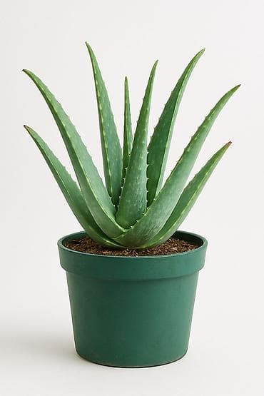 Aloe Vera (Aloe barbadensis miller) – saksı bitkisi - 15 İLLİKDİR, 2 lalafo.az -da Aloe Vera (Aloe barbadensis miller) – saksı bitkisi - 15 İLLİKDİR, 2