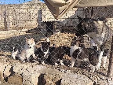 Gəmiricilər: Akita-inu, 2 ay, Peyvəndli, Ödənişli çatdırılma — 3