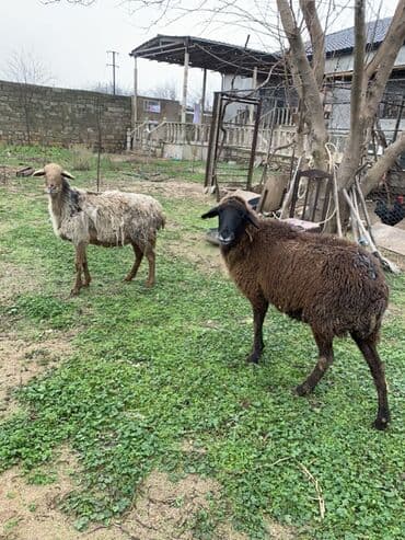 heyvan bazari tap az: Boğaz qoyunlar satılır qiymət 230,180 — 3
