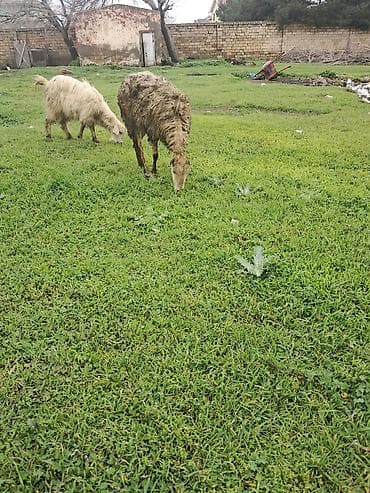 çoban geyimi: Disi qoyun — 2