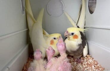 danişan papuqay: Korella Tutuquşuları öz yetişdirdiyim sağlam balalar🦜 — 1