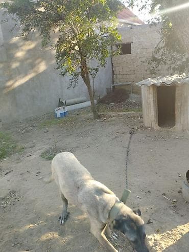 İtlər: Kanqal, 9 ay, Dişi — 5