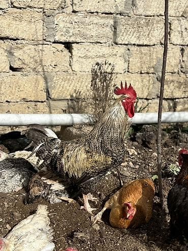 Keçilər, çəpişlər: Xoruz, il: 1, Ünvandan götürmə — 3