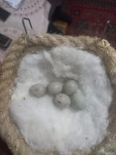 bülbül quşu haqqinda melumat: Hazir cut bulbul maya yaşil yuva qizdirir erkey super oxuyur var — 2