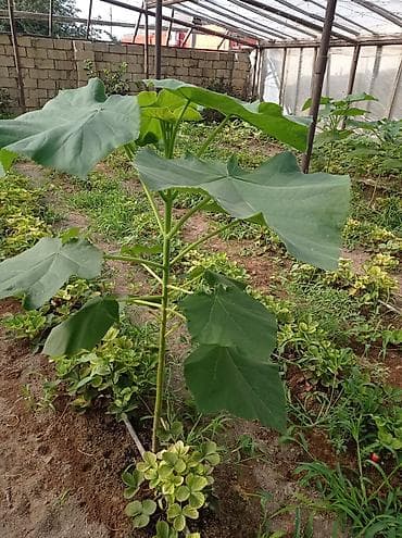 Çöl bitkiləri: Pavloniya (Adəm agaci)ağacları satılır .dunyanin ən tez böyüyən — 8