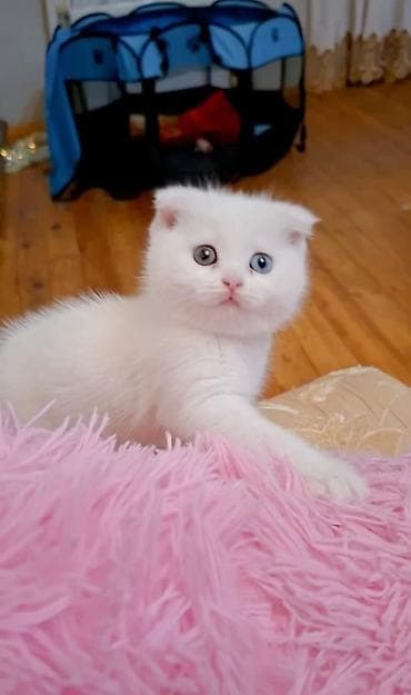 pisik ucun yuva: Şotland yastı qulaq, Dişi — 1