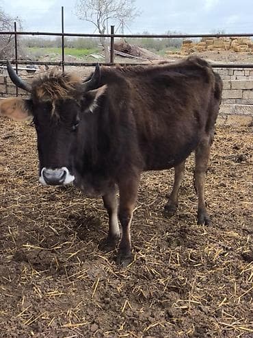 Bogaz inek satilir 7 ayin kecib bogazdigi simentaldan toxumlanib sakit