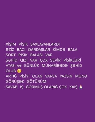 где можно купить котенка: Kateqoriya: Pişik balası axtarışı Mətn: Xişim pişik saxlayanlar üçün — 1