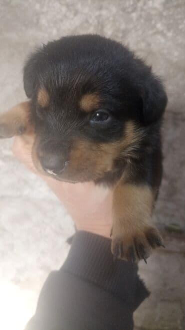 bala itlər: Rotveyler, Pulsuz çatdırılma — 8