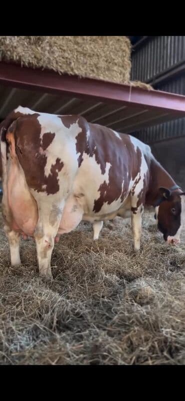 Inəklər, öküzlər: Süd istiqamətli inək – al-qəhvəyi və ağ ləkəli rəngdə, iri və — 1