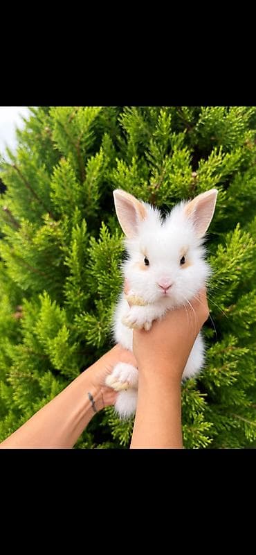cepis sekilleri: 🐰 Hazırda məndə bu çox şirin dovşanım var 🥹🤍 Çox şirin və özəl — 4