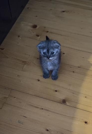 Şotland yastı qulaq, Ödənişli çatdırılma