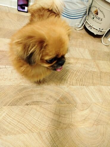 Gəmiricilər: 9 ay, Ödənişli çatdırılma — 4