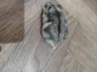 Cırtdan hamster (cücərmiş Dwarf/Syrian qarışıq rəngli) - Xırda — 3